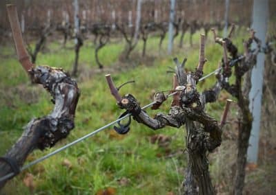 Taille et conduite de la vigne, formation initiale