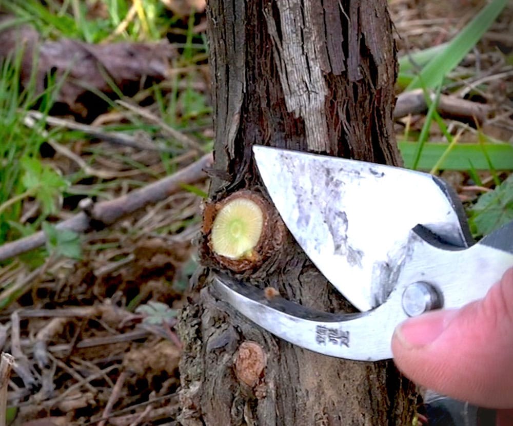 Coupe de couronne au sécateur