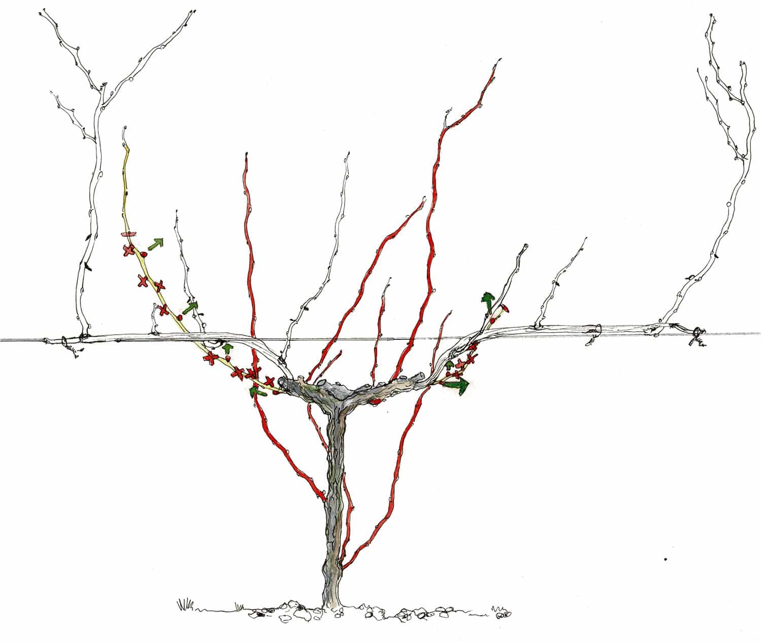 Dessin de guyot double, adaptation charge et vigueur