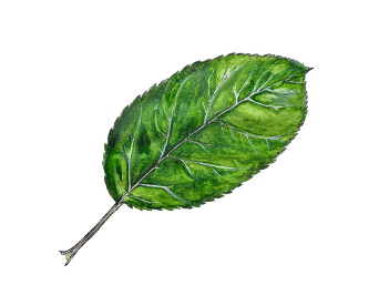 Illustration feuille d'arbre