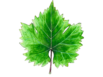 Illustration feuille de vigne