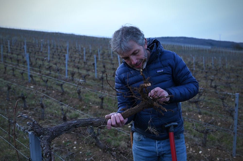 Marceau Bourdarias observe les racines de la vigne