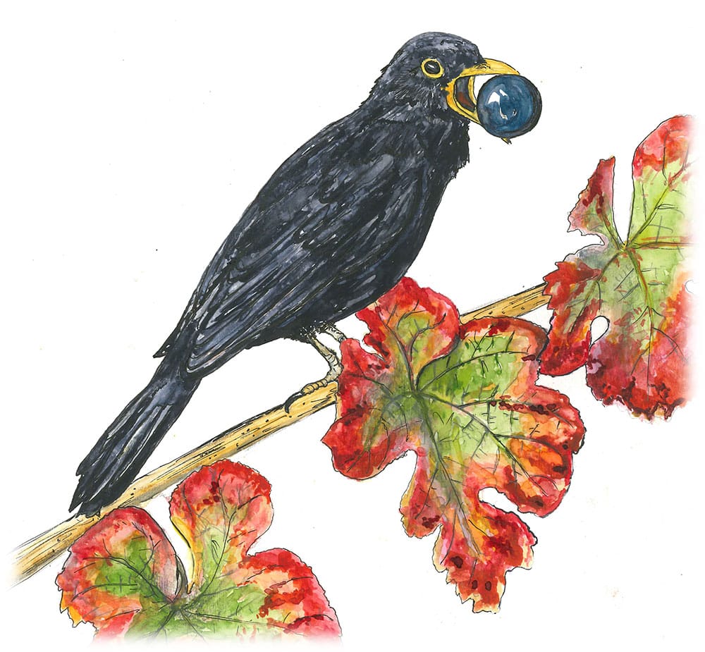 Illustration merle dans la vigne qui tient un raisin dans son bec