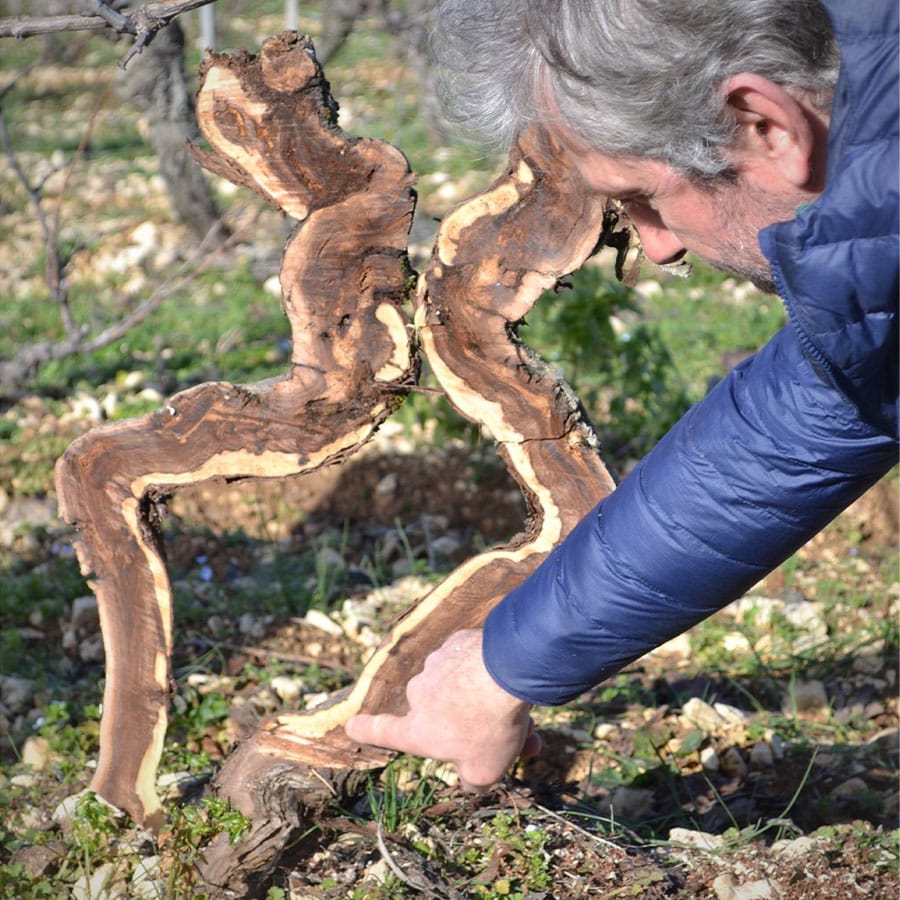 Marceau Bourdarias, dissection d'une vigne, analyse des flux de sève