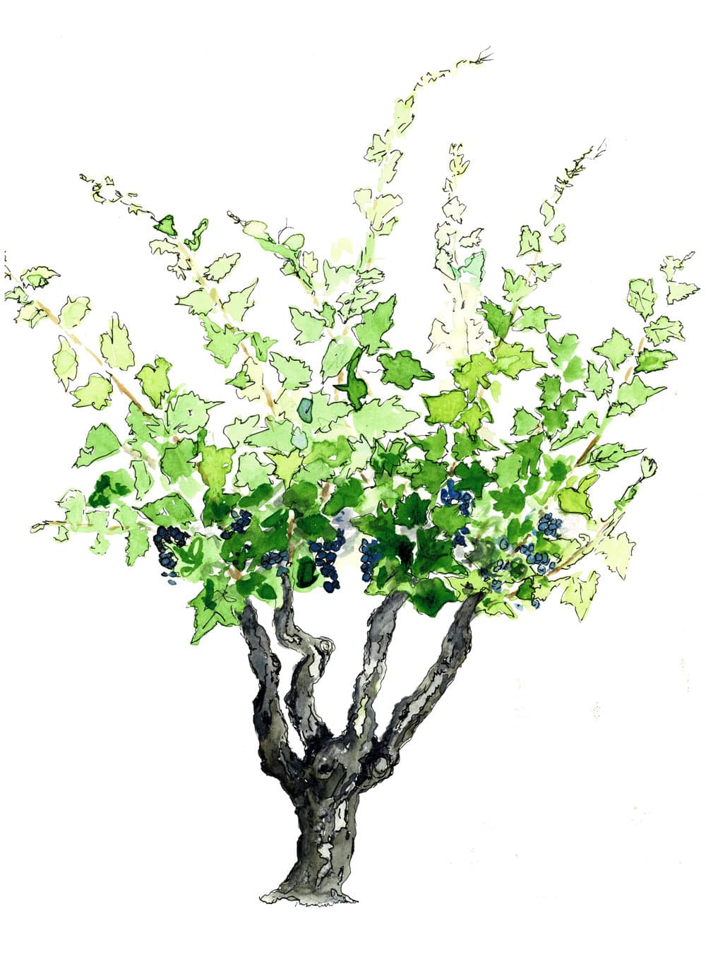 Illustration vigne en gobelet