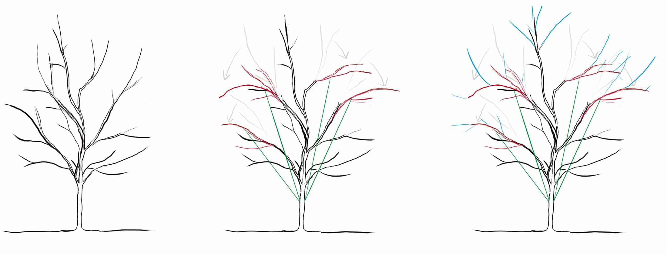 Schéma d'arcure des branches d'un pommier