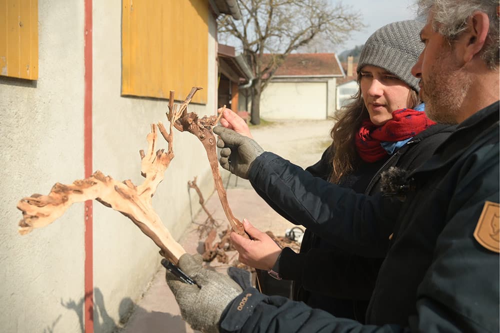 Formation vigne, approfondissement 2