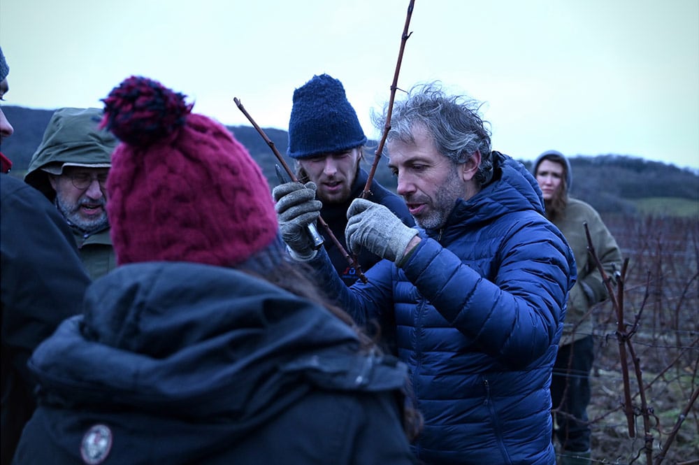 Formation vigne, approfondissement 4