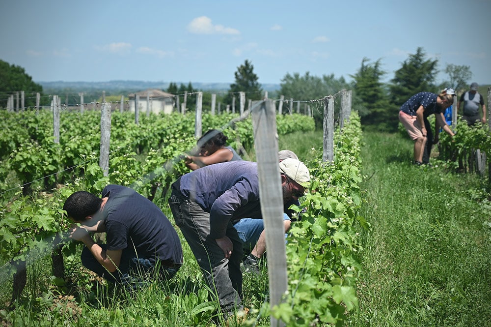 Formation vigne, approfondissement 5