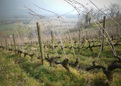 Taille et conduite de la vigne, approfondissement