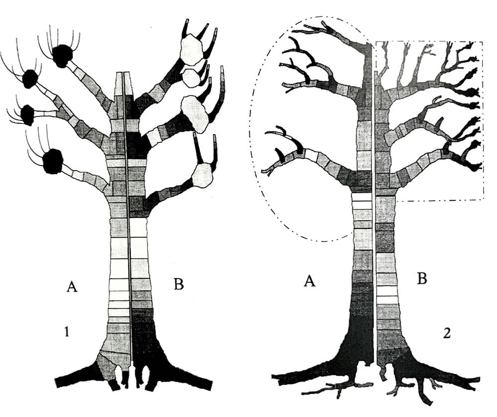 Schéma : les réserves énergétiques de l'arbre