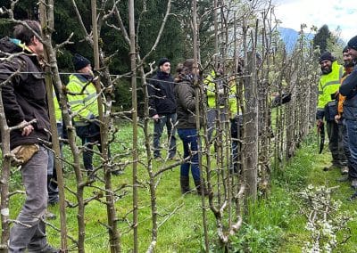 Taille et conduite des arbres fruitiers