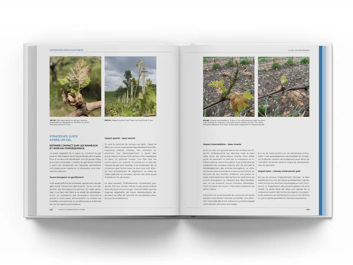 Taille et conduite de la vigne, le livre p452 453