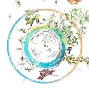 Cercle phénologique de la vigne - aperçu 1200px